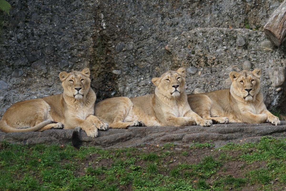 Indische Lwen, weiblich (22.10.2015, Zrich Zoo)