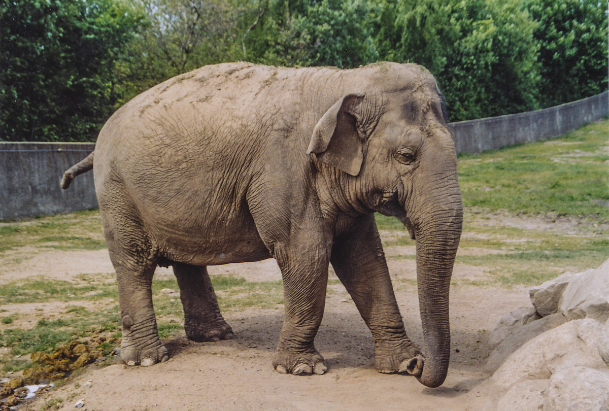 Indischer Elefant im Givskud Zoo in Dnemark. Aufnahme: 30. Mai 2004.