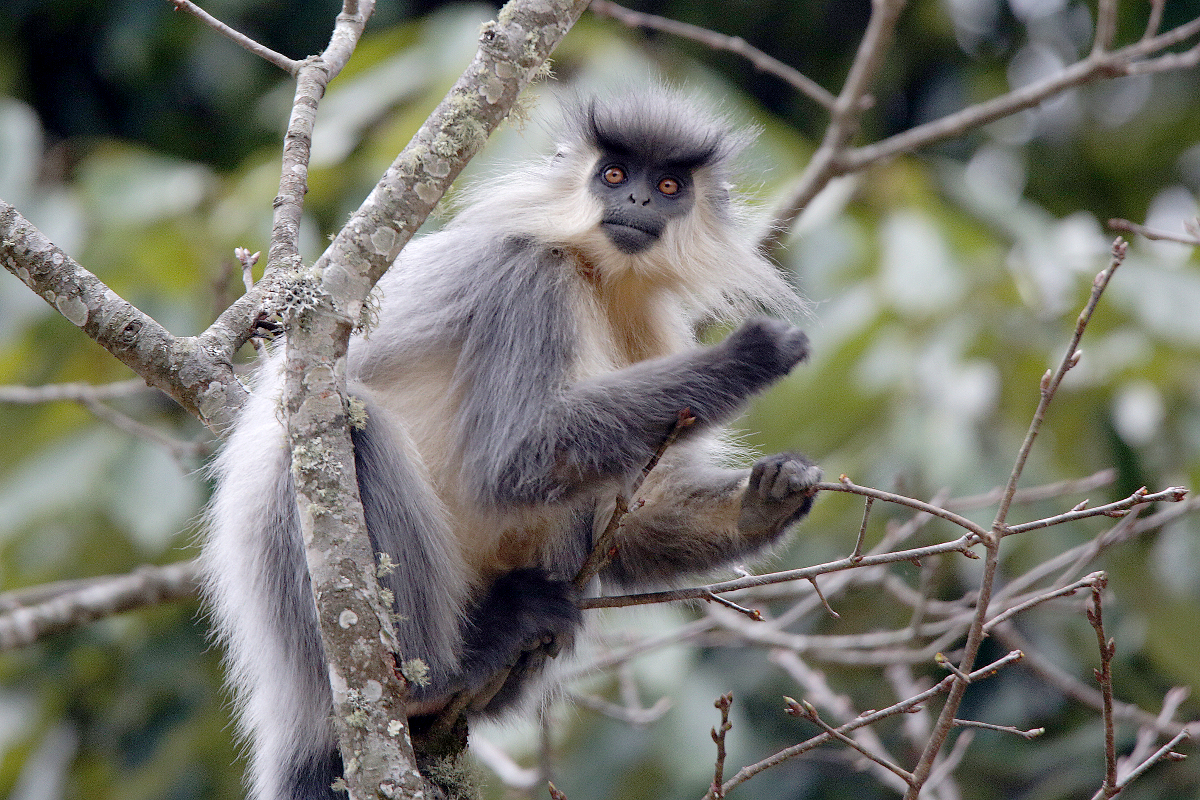 Indischer Langur (auch Grauer Langur oder Hanuman-Langur) in stl. Tiefland von Bhutan, 08.02.2016