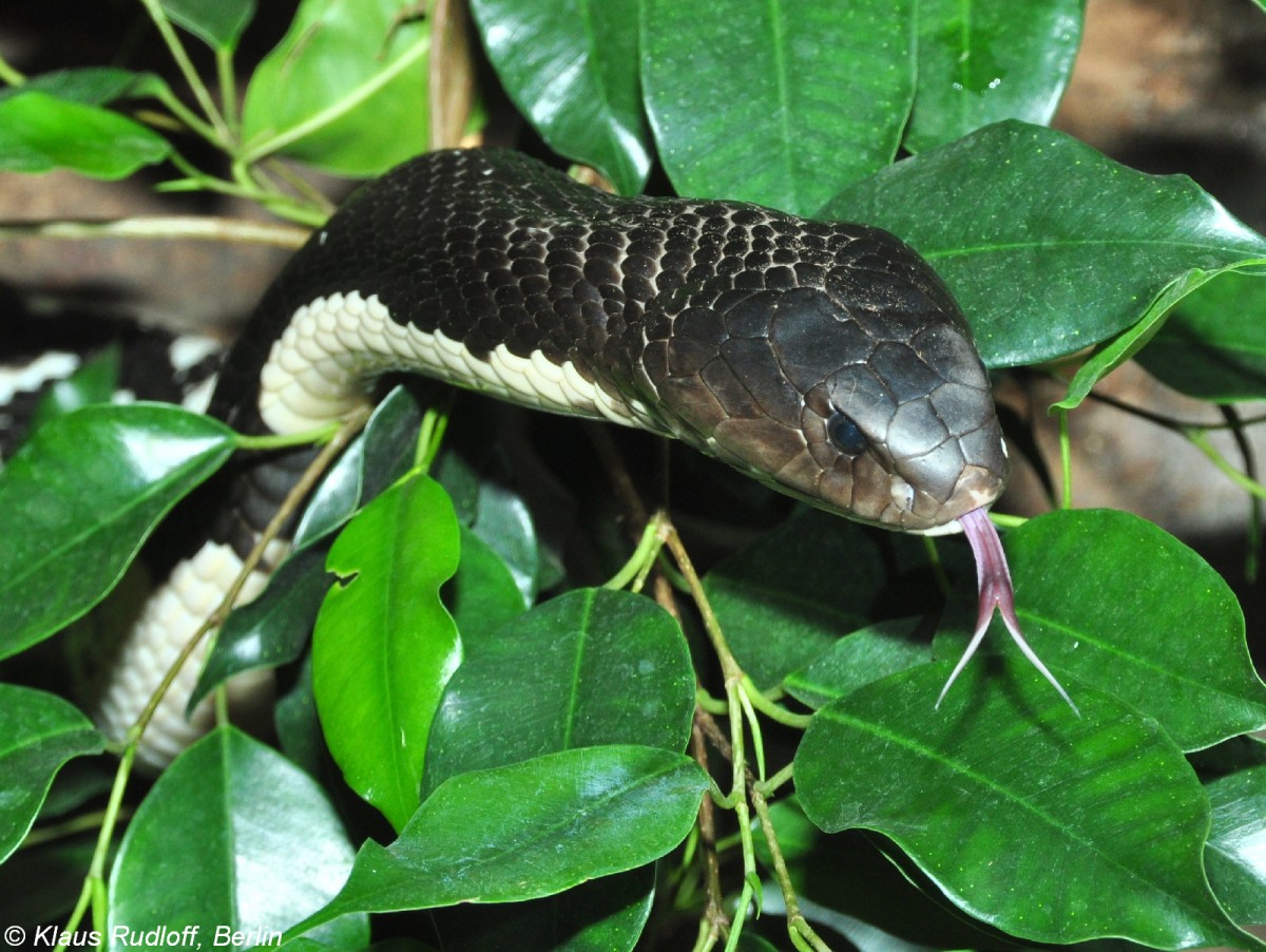 Indochina- oder Thailand-Speikobra (Naja siamensis) im Zoo und Botanischen Garten Pilsen (Plzen, Juni 2015). 