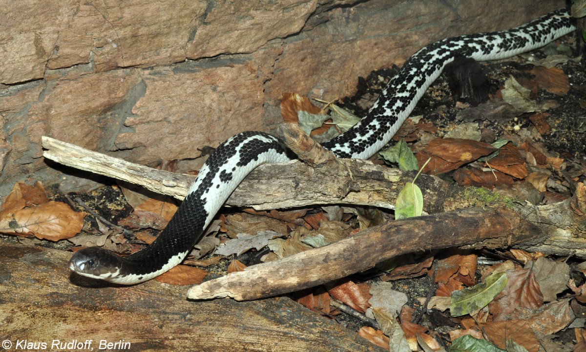 Indochina- oder Thailand-Speikobra (Naja siamensis) im Zoo und Botanischen Garten Pilsen (Plzen, Juni 2015). 