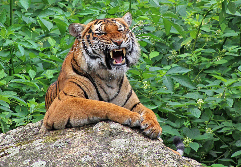 Indochinesischer Tiger