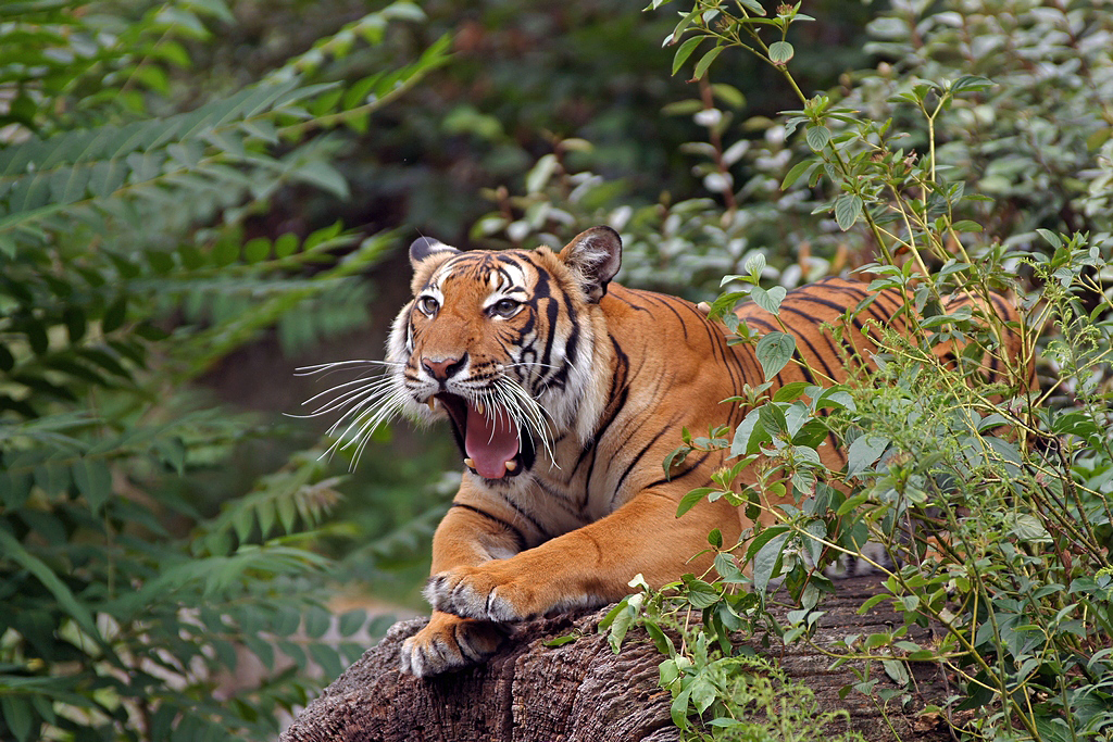 Indochinesischer Tiger