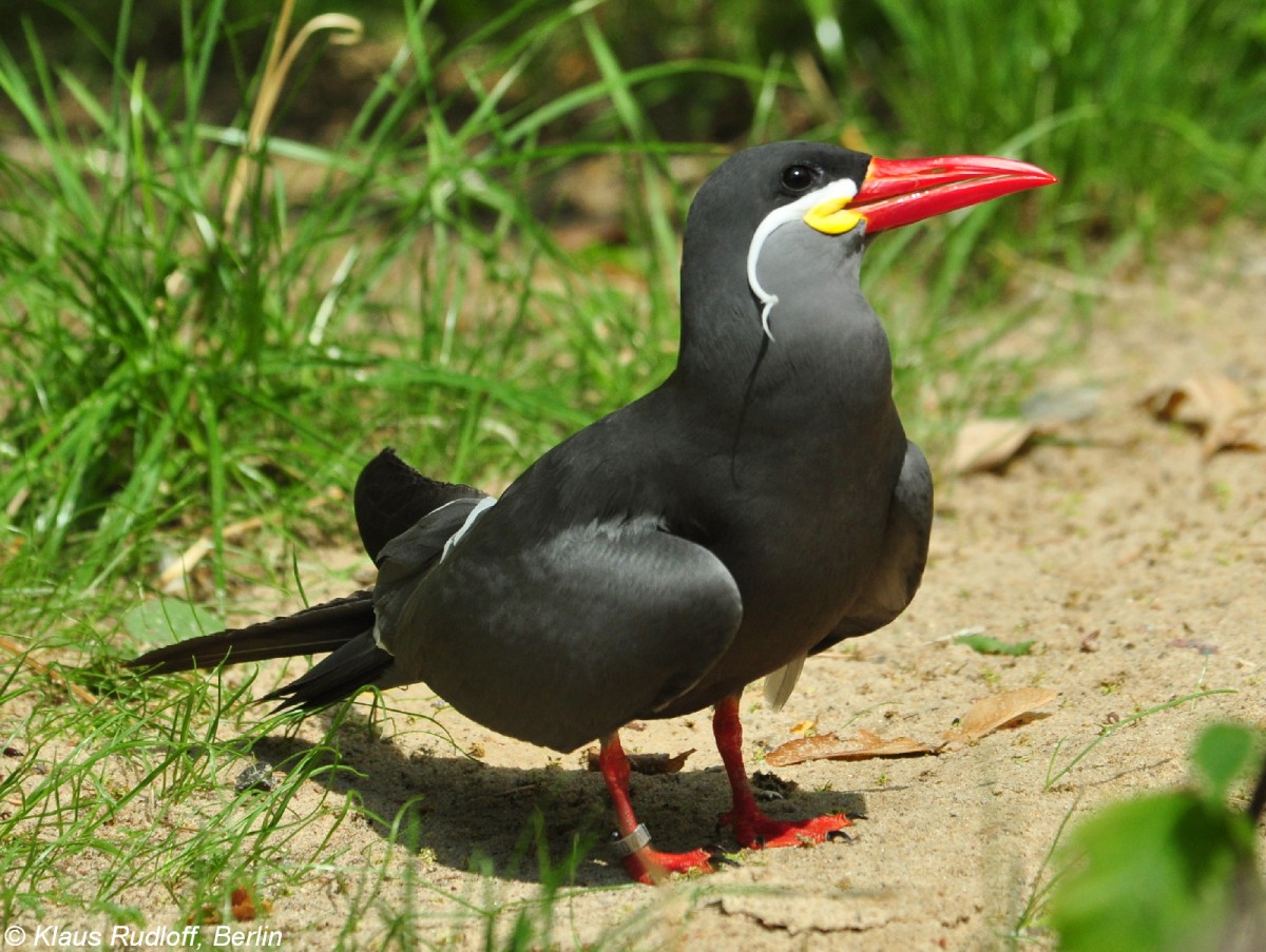 Inkaseeschwalbe (Larosterna inca) im Zoo Berlin (Juli 2015).