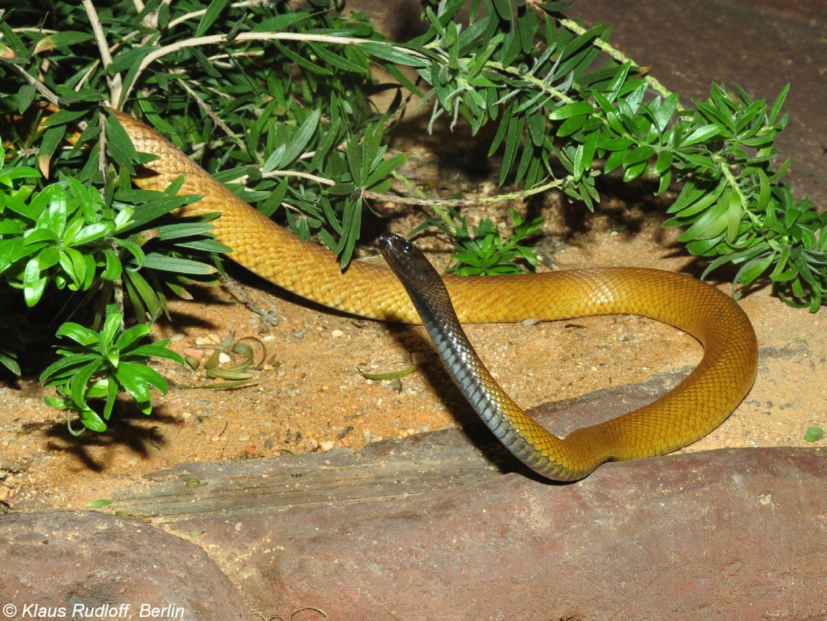 Inland-Taipan oder Schreckensotter (Oxyuranus microlepidotus) im Zoo und Botanischen Garten Pilsen (Plzen, Juni 2015).