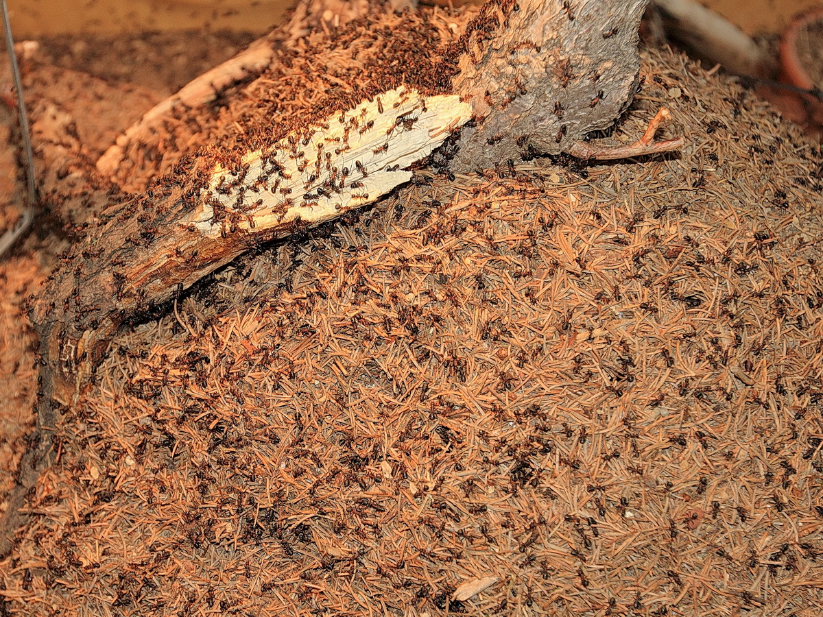 Interaktive Walderlebnisausstellung von Ameisen im Haus der Natur in Bad Harzburg am 23. Dezember 2015.