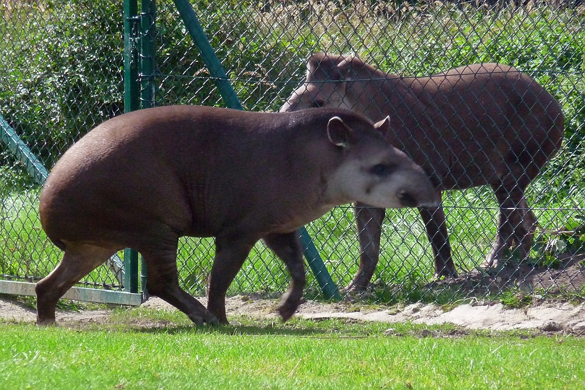 Irgendwas stimmt bei den Tapiren im Serengetipark nicht: einer hinterm Zaun, einer davor, das ist sehr verwirrend; 9.9.15