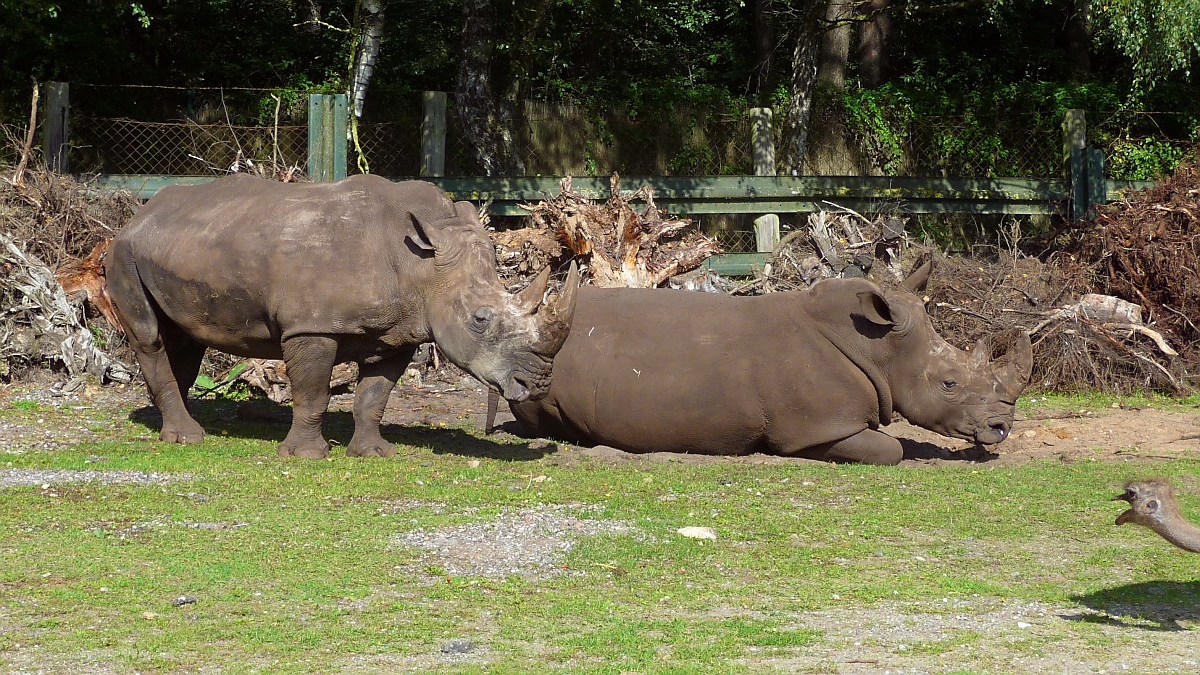 Irgendwie ist der Strau nicht so begeistert von der Brthilfe der Nashrner im Serengetipark, 9.9.15
