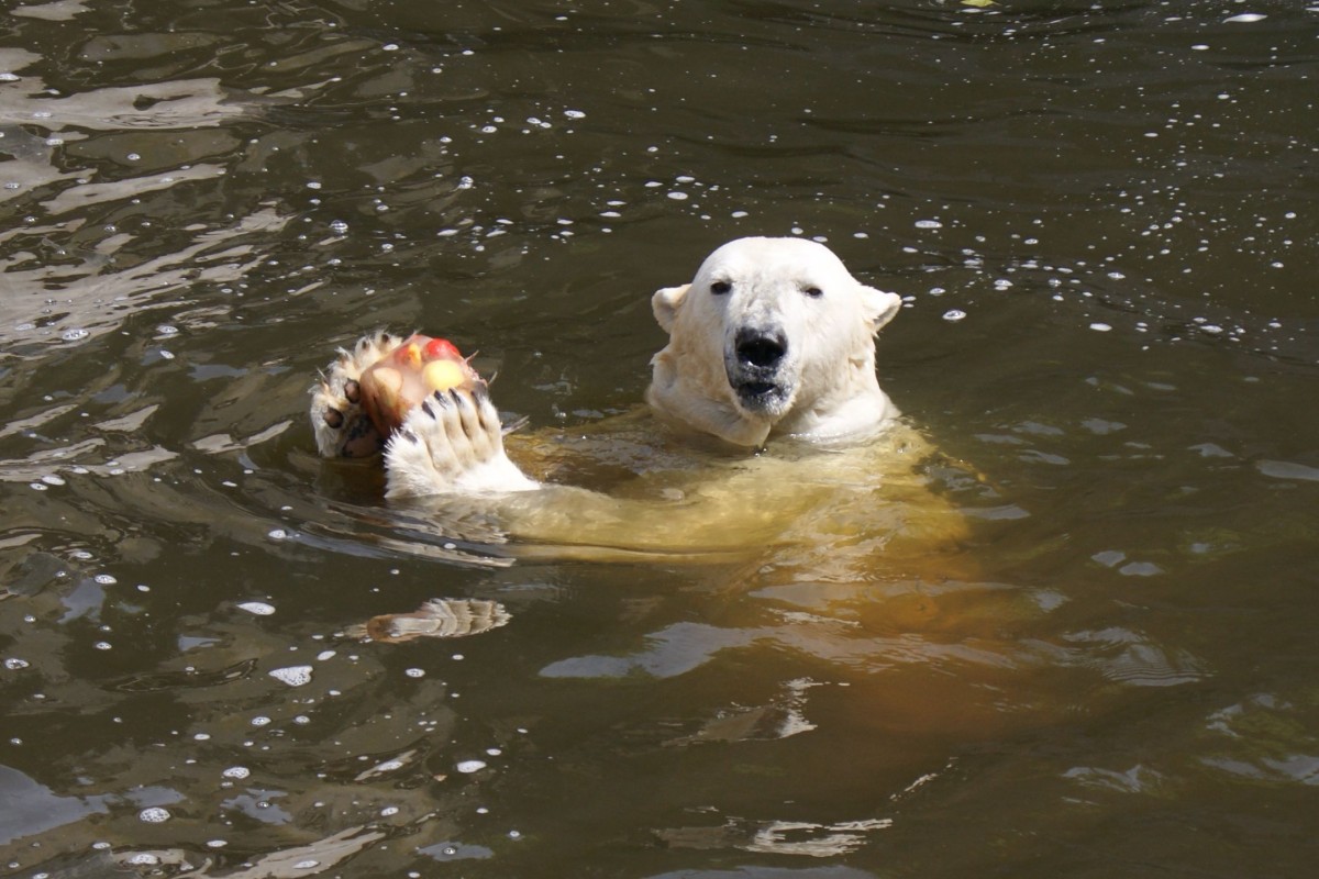 Iss was!?

Eisbr im Rostocker Zoo am 17.06.2014