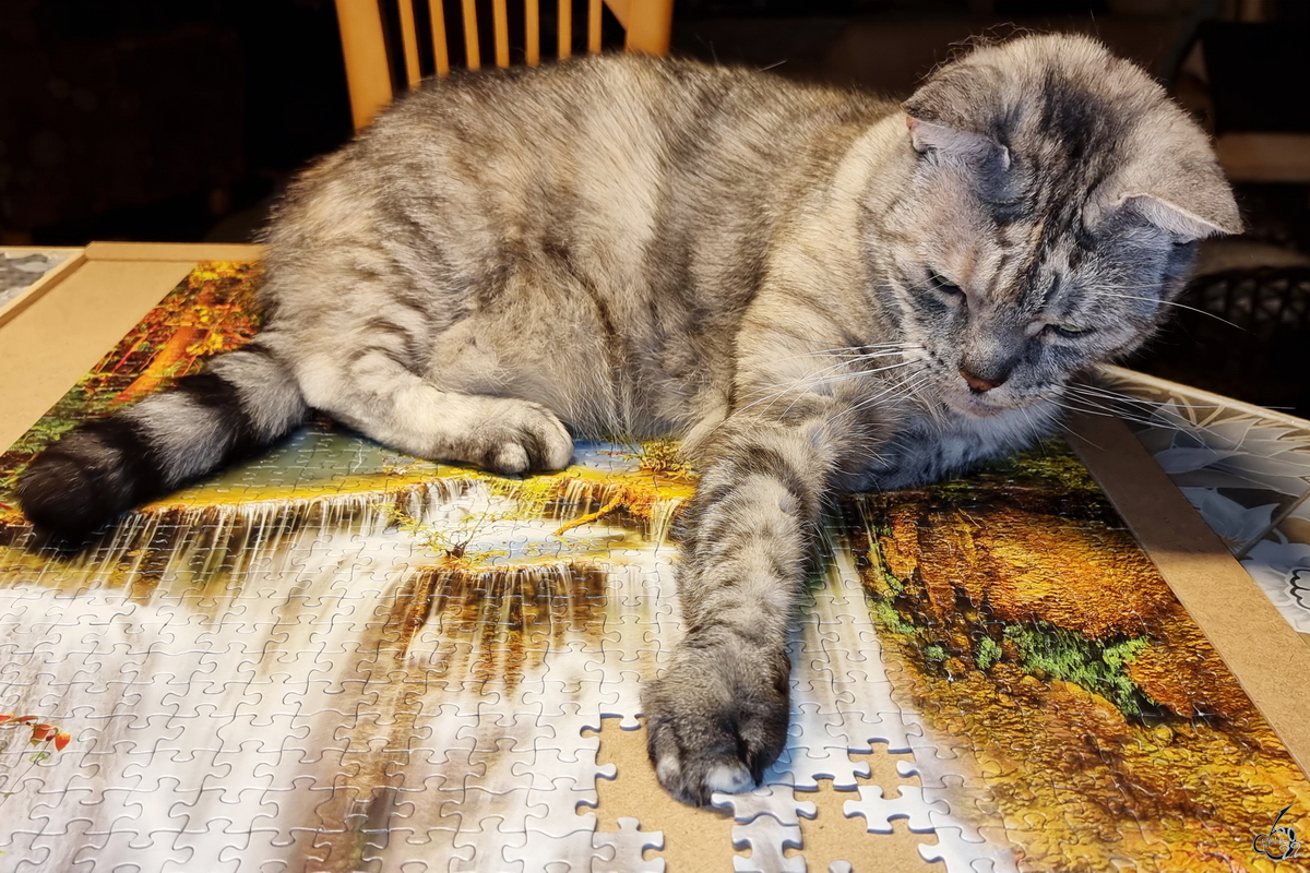 It´s Puzzletime... unsere Nala hat ein neues Hobby. (Hattingen, August 2022)