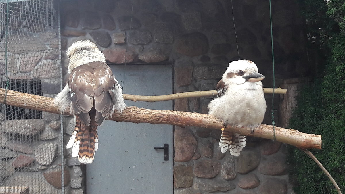 Jgerliest (Der lachende Hans)  sind die bekannteste Art in der Gattung und die grten Vertreter in der Familie der Eisvgel . Ihr Hauptverbreitungsgebiet liegt im Osten und Sdosten von Australien.  Gesehen im Park bei Krzen am 05.07.2020