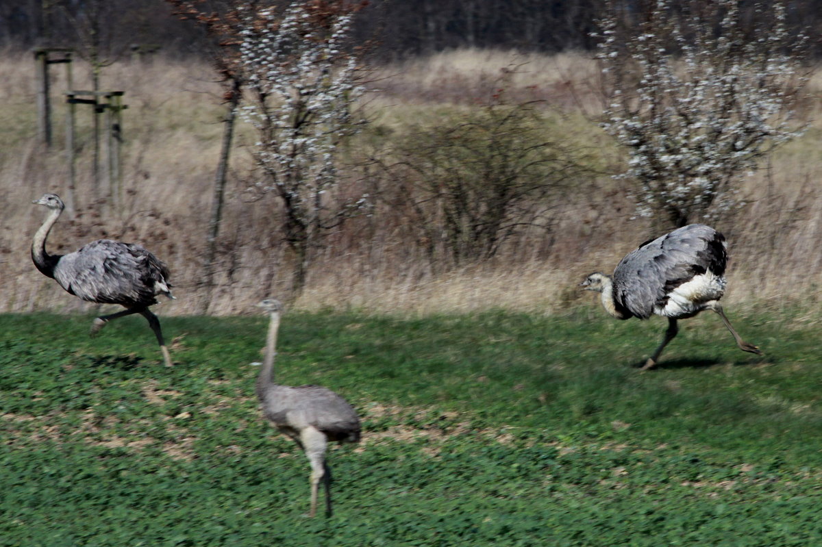 Jagdszenen aus dem Nandu-Land. Geduldig teilen sich die Nandu-Hhne die Arbeit bei der Aufzucht der Jungtiere vom Sptsommer bis zum Frhjahr. Doch spikt sie im Frhling der Hafer, jagen sie sich ber die Felder! Die Tiere beschleunigen aus dem Stand auf 70 Km/h. Die Zeit der Balz ist die Zeit, wo auch ich lieber Abstand halte. Selbst der zur Zeit bekannteste Tierfilmer Deutschlands machte schlechte Erfhahrungen, als er seinen Hund mit einem Hahn bekannt machen wollte. Denn Hunde mgen sie gar nicht. 
Nandus bei Hohenleuchte (RZ) am 02.04.2016