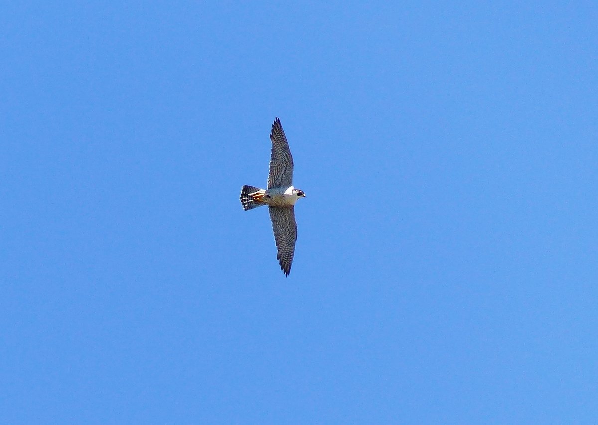 Jahrzehnte fehlte diese Spezies in unserer Region. Nun ist der Wanderfalke (Falco peregrinus) ber Gera zurck, um den Stadttauben nach zu stellen. Aus dem ersten Gelege gingen 3 Jungtiere hervor. 18.6.2017