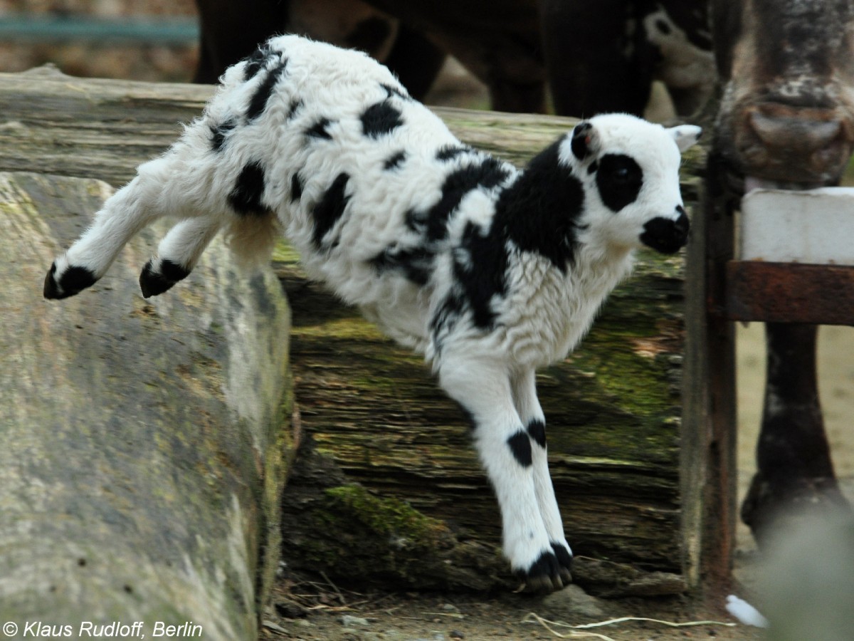 Jakobschaf oder Vierhornschaf (Ovis orientalis f. aries). Lamm im Tierpark Cottbus (April 2015).