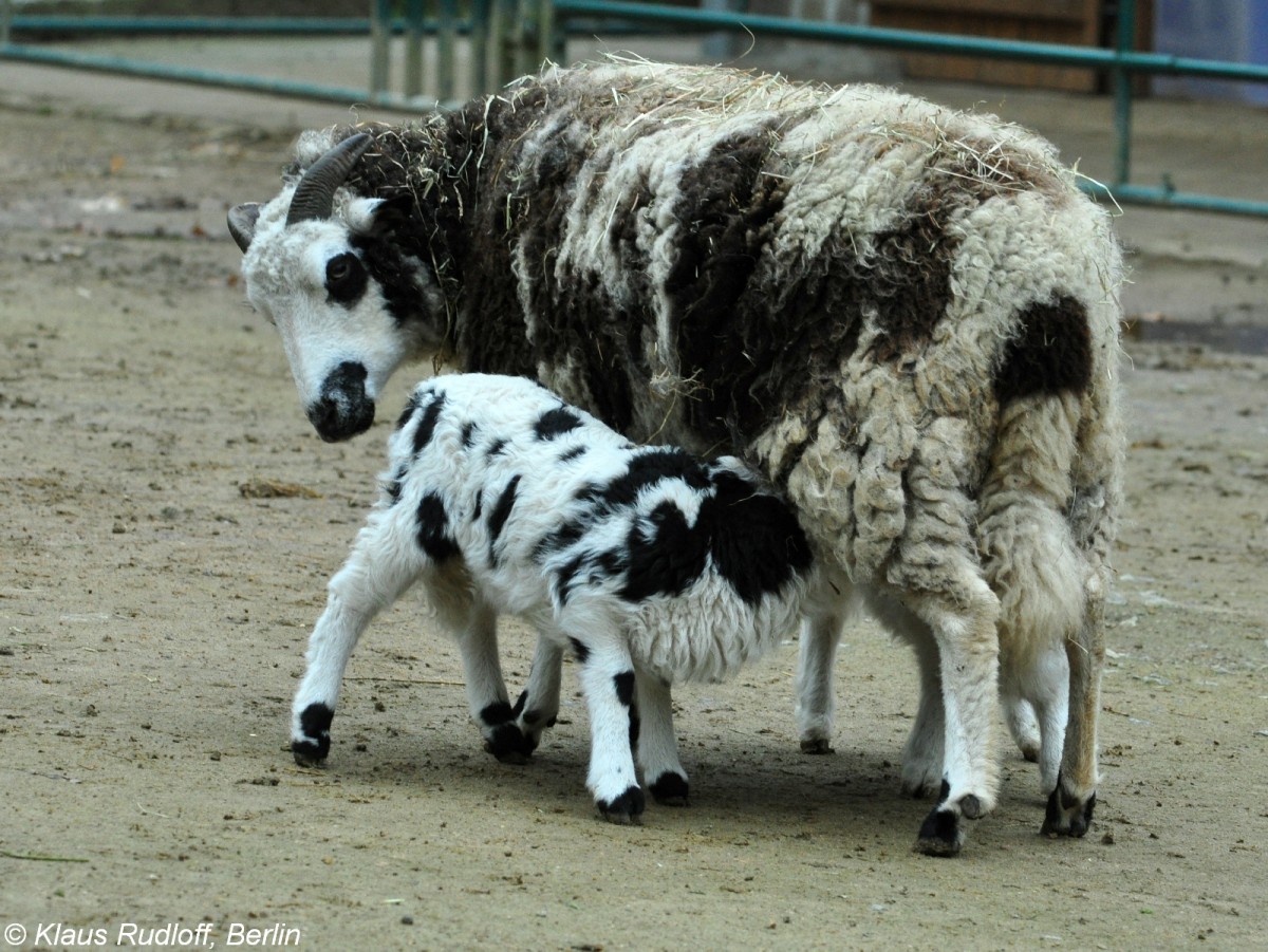 Jakobschaf oder Vierhornschaf (Ovis orientalis f. aries). Weibchen mit Lamm im Tierpark Cottbus (April 2015).