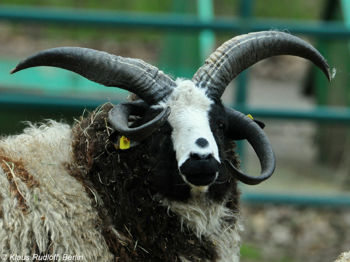 Jakobschaf oder Vierhornschaf (Ovis orientalis f. aries). Bock im Tierpark Cottbus (April 2015).