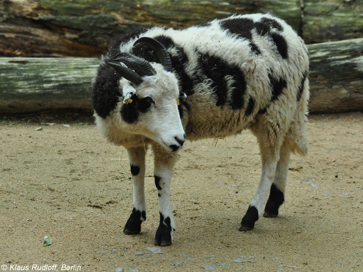 Jakobschaf oder Vierhornschaf (Ovis orientalis f. aries) im Tierpark Cottbus (August 2015).