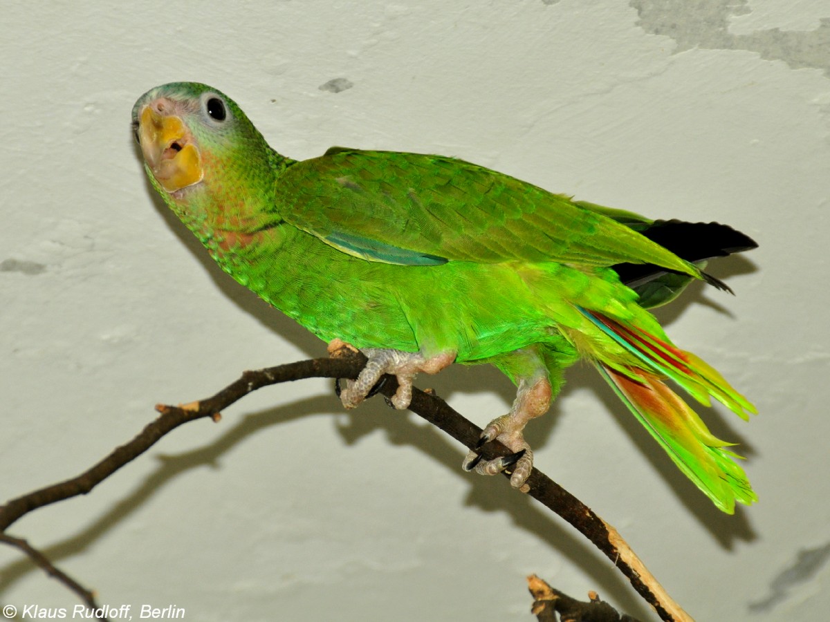 Jamaika-Amazone (Amazona collaria). Jungvogel im Tierpark Berlin (August 2015).