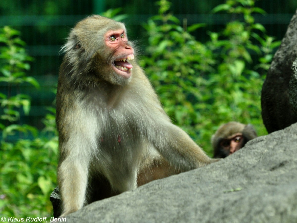 Japan-Makak oder Rotgesichtsmakak (Macaca fuscata) im Tierpark Berlin (Juli 2015).