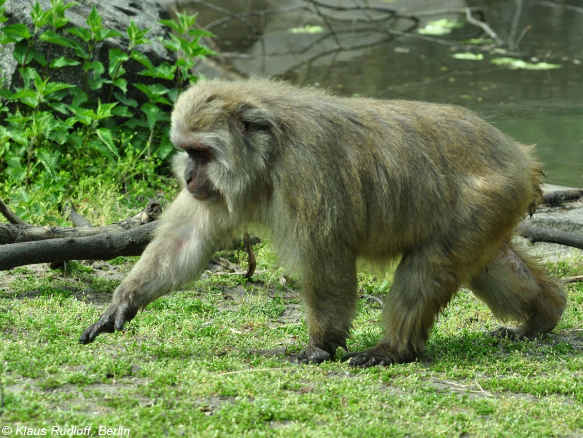 Japan- oder Rotgesichtsmakak (Macaca fuscata) im Tierpark Berlin