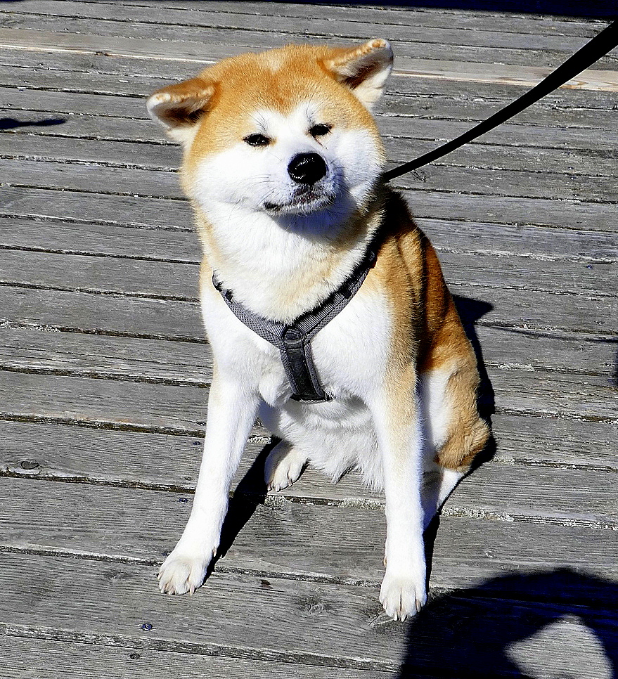 Japanischer Spitz, anerkannte Hunderasse, Sept.2026