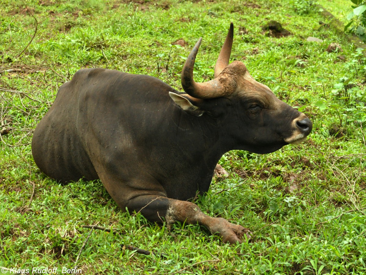 Java-Banteng-Bulle (Bos javanicus javanicus) im Zoo Jakarta (November 2013)