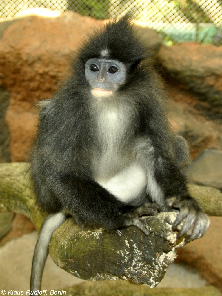 Java-Langur (Presbytis comata comata) in der Taman Safari Indonesia Bogor (November 2013).