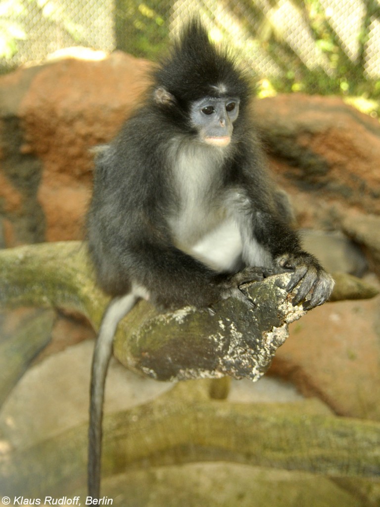 Java-Langur (Presbytis comata comata) in der Taman Safari Indonesia Bogor (November 2013).