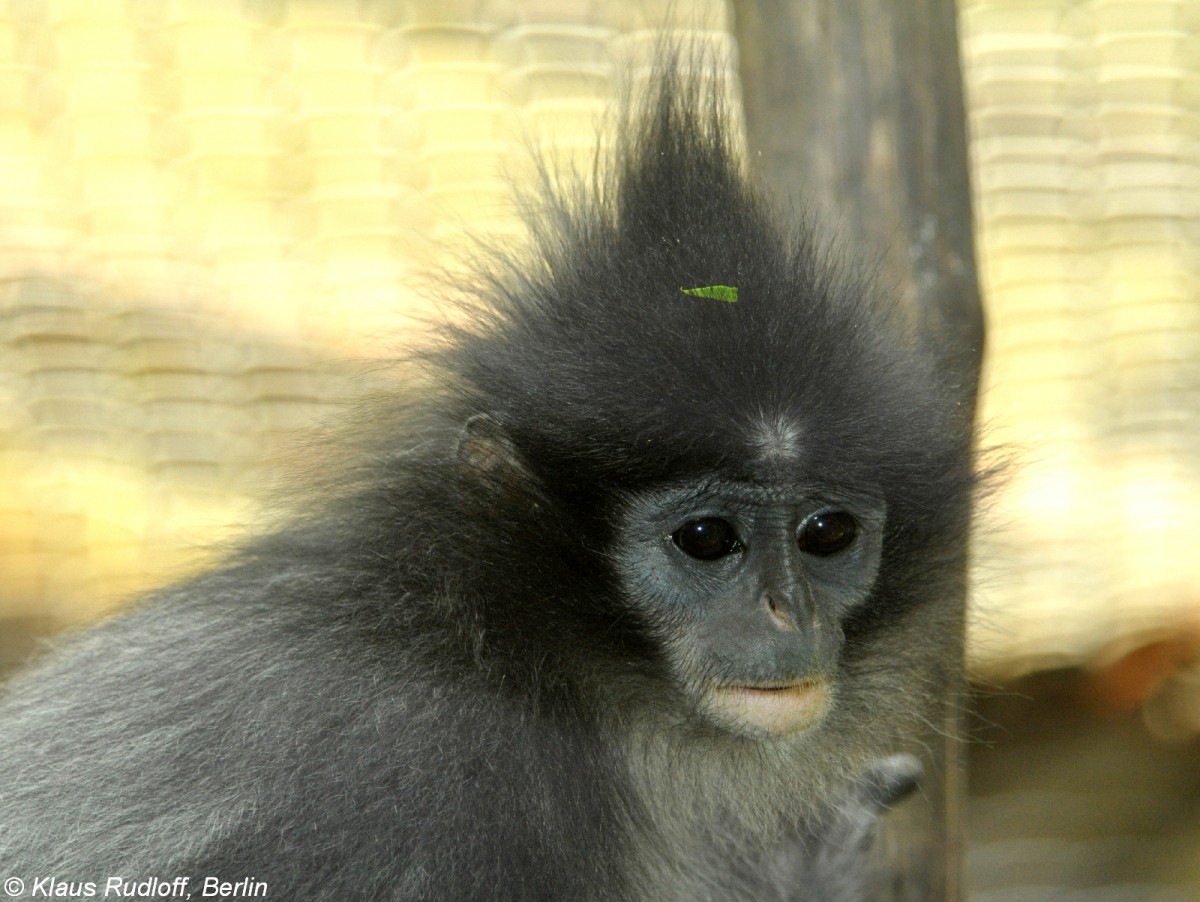 Java-Langur (Presbytis comata comata) in der Taman Safari Indonesia Bogor (November 2013).