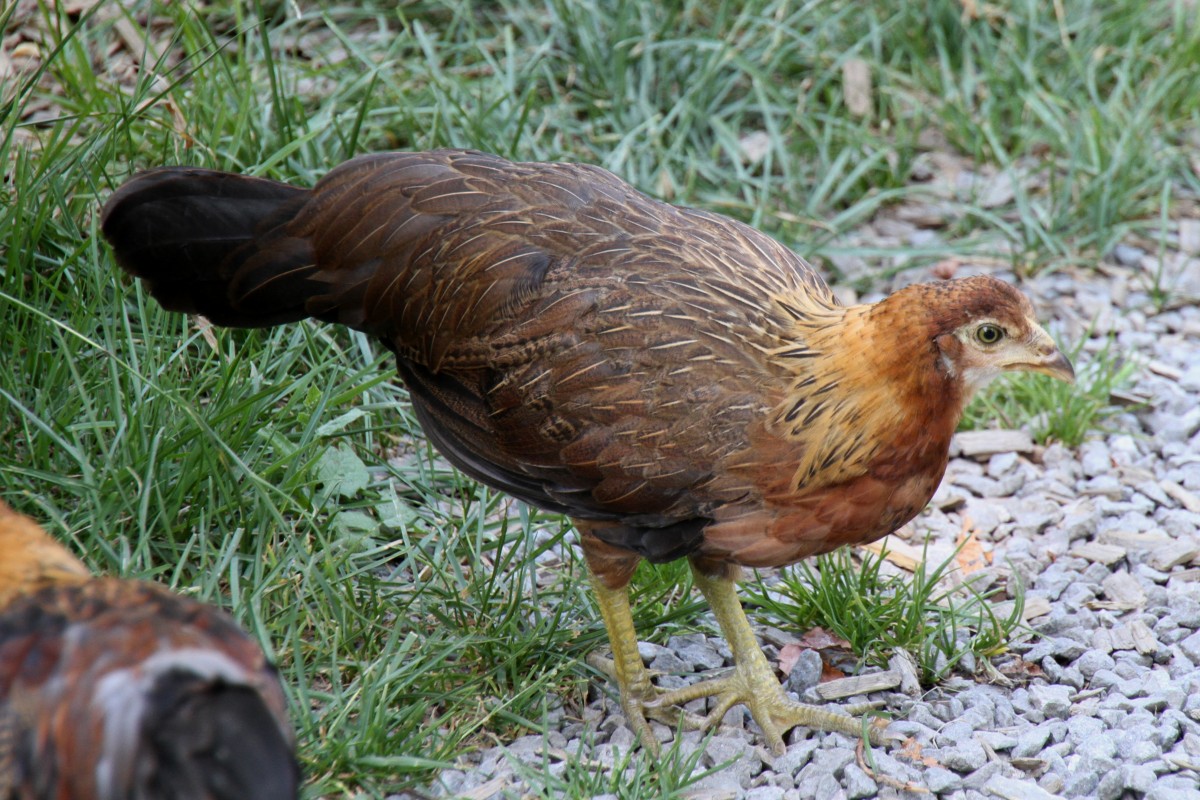 Javanesisches Zwergjunghuhn (Deutsches Buschhuhn) am 7.7.2010 im Schwarzwlder Freilichtmuseum Vogtsbauernhof.