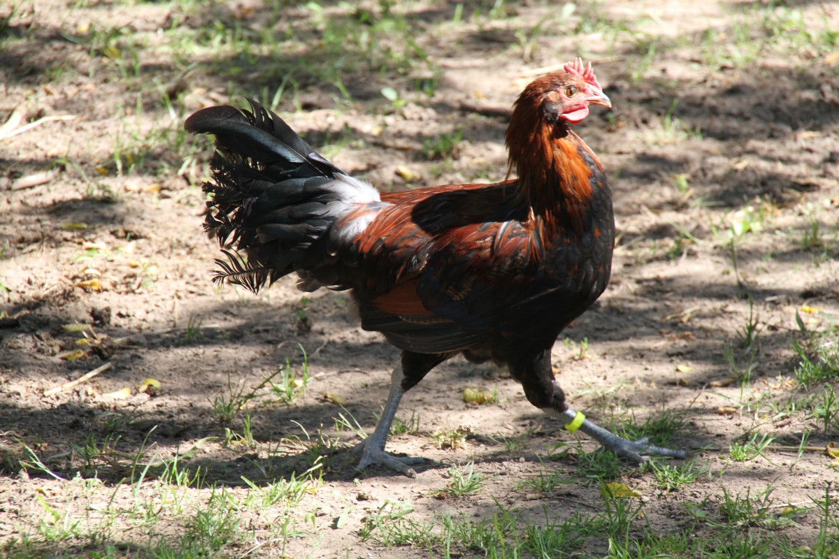 Javanesisches Zwergjunghuhn (Deutsches Buschhuhn) am 7.7.2010 im Schwarzwlder Freilichtmuseum Vogtsbauernhof.