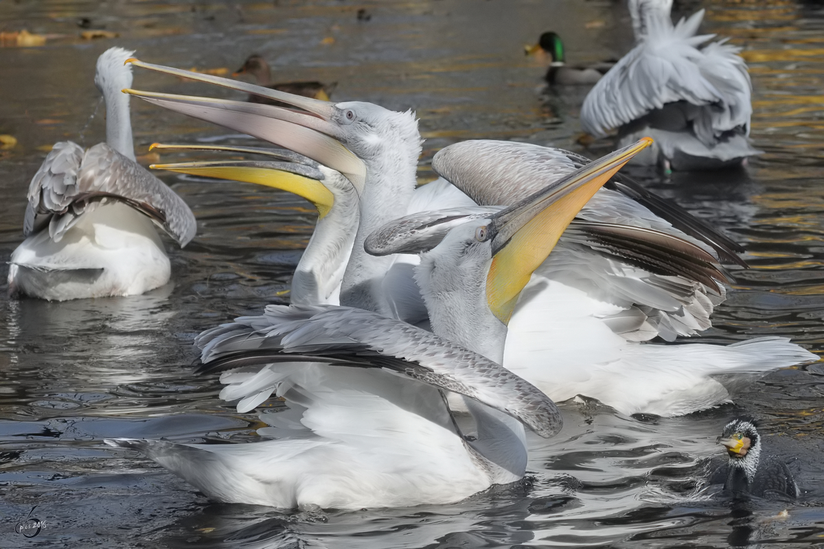Jede Menge Pelikane und ein Kormoran warten auf  fliegende Fische  im Tiergarten Schnbrunn. (Wien, November 2010)