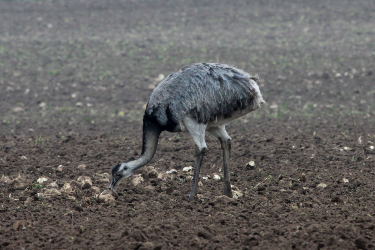 Jetzt fressen sie den Bauern auch noch die Rben weg! Es heit ja aber auch  Futterrben ;-) Ein Nandu-Weibchen an einem Rbenberg bei Utecht (NWM); 18.10.2014