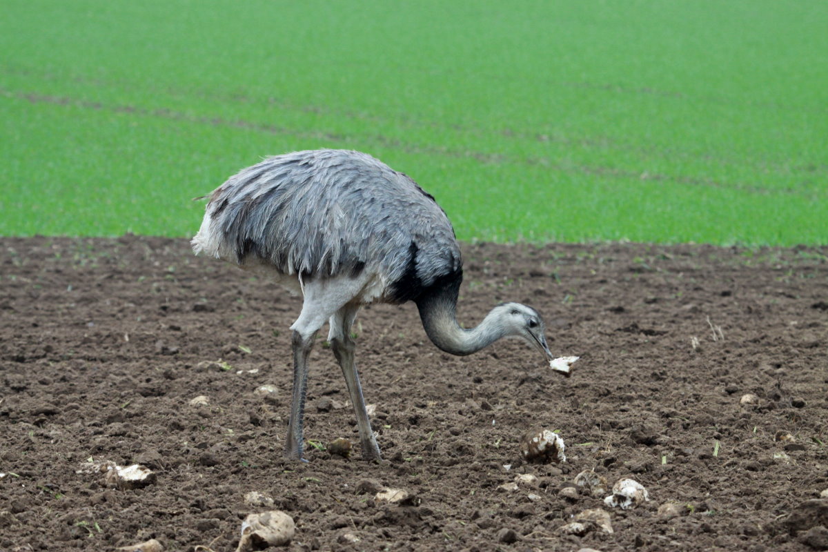 Jetzt fressen sie den Bauern auch noch die Rben weg! Es heit ja aber auch  Futterrben ;-) Ein Nandu-Weibchen an einem Rbenberg bei Utecht (NWM); 18.10.2014