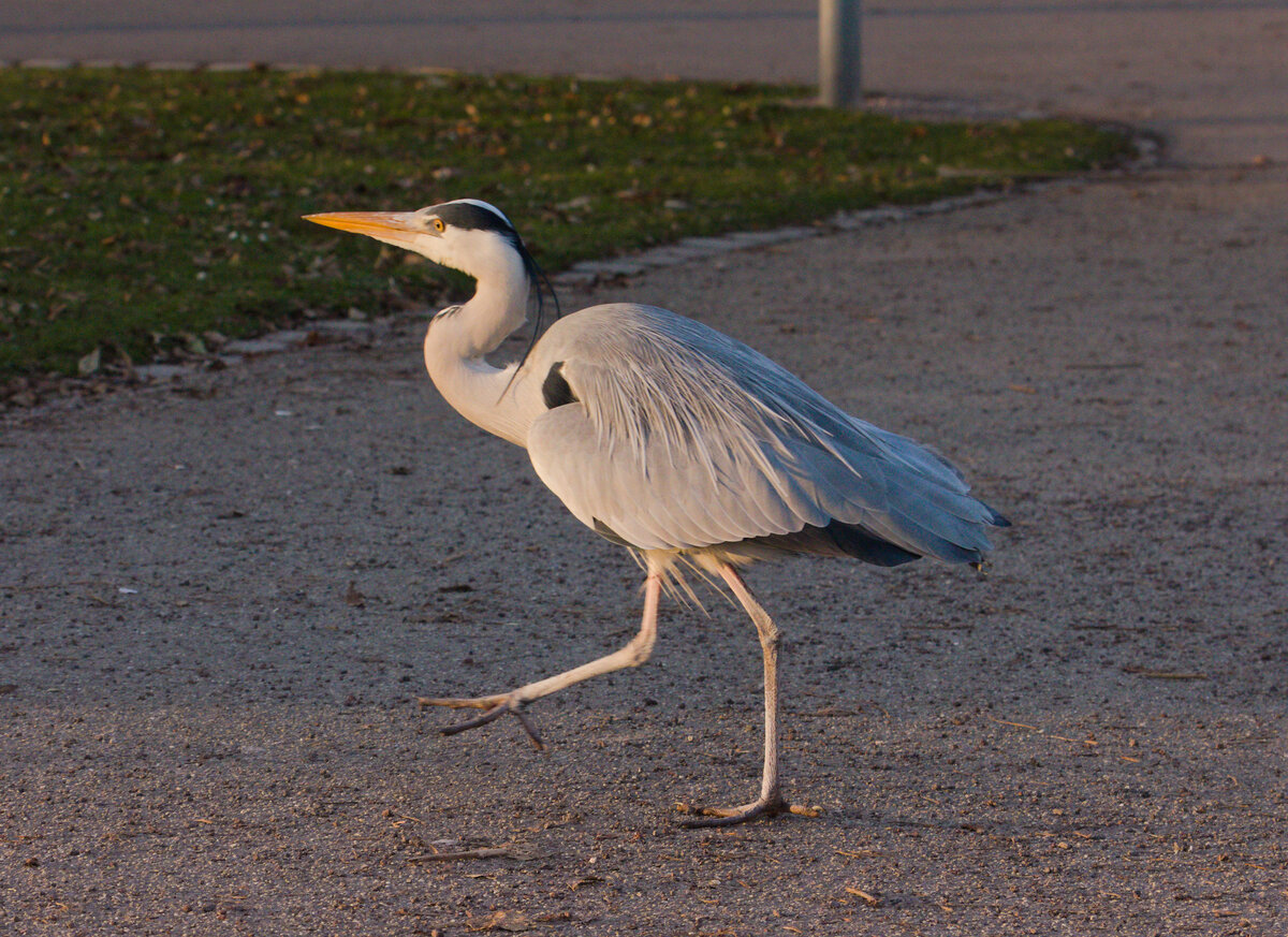  Jetzt hau ich doch ab  scheint er zu denken. Sie scheinen es echt zu merken, wenn man es fotografisch auf sie angesehen hat. So gesehen am 13.01.2022 im Stuttgarter Rosensteinpark. 