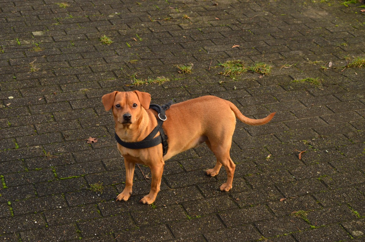 Jetzt wird der Sonnenschein dieses Fotografen und seiner besseren Hlfte bald zwei Jahre alt in Menschenjahren. Hier habe ich Benji meinen Rehpinscher-Dackelmix am Anleger in Neckargerach abgelichtet. Heiligabend 2015