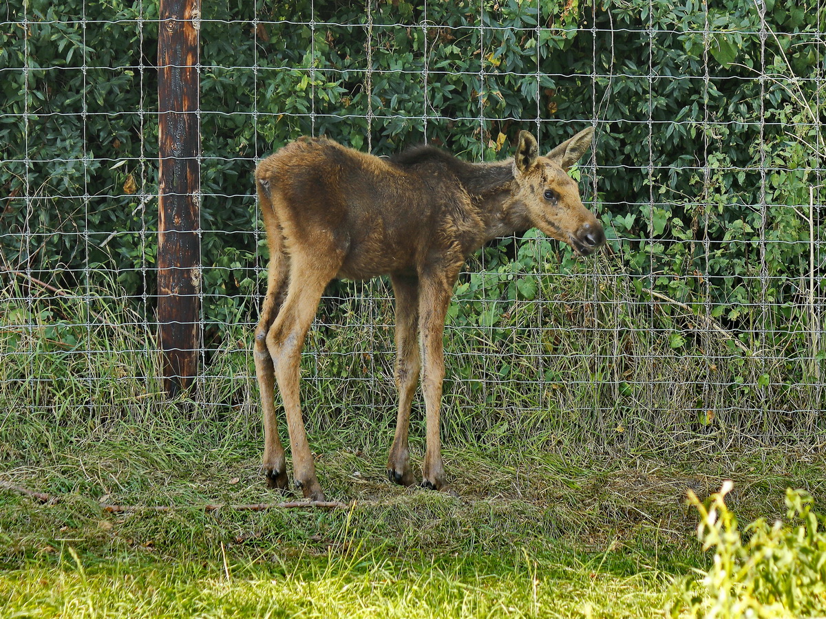 Jung Elch in der Elch und Rentierfarm in Kleptow, 17291 Schenkenberg am 17. August 2018.