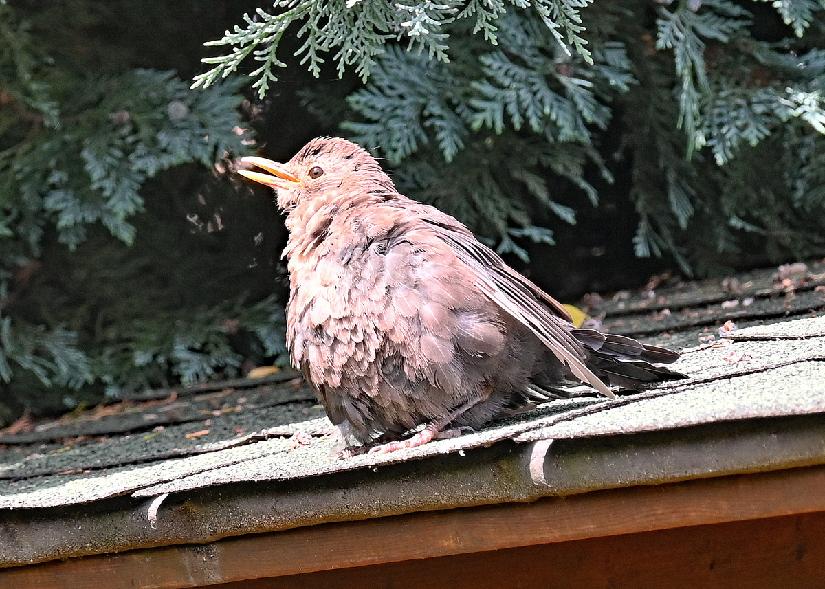 Junge Amsel auf dem Gartenhausdach - 22.08.2021