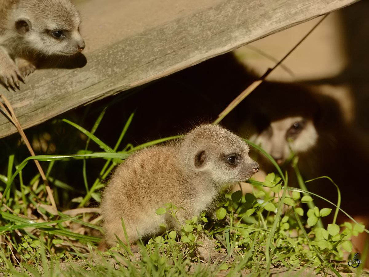 Junge Erdmnnchen auf Erkundungstour. (Zoo Safaripark Stukenbrock, Oktober 2014)