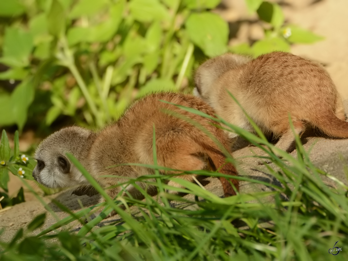 Junge Erdmnnchen erkunden die Welt. (Zoo Safaripark Stukenbrock, Oktober 2014)