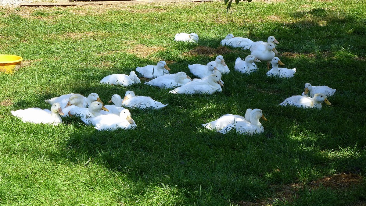 junge Hausenten bei der Mittagsruhe im Schatten, Aug.2013