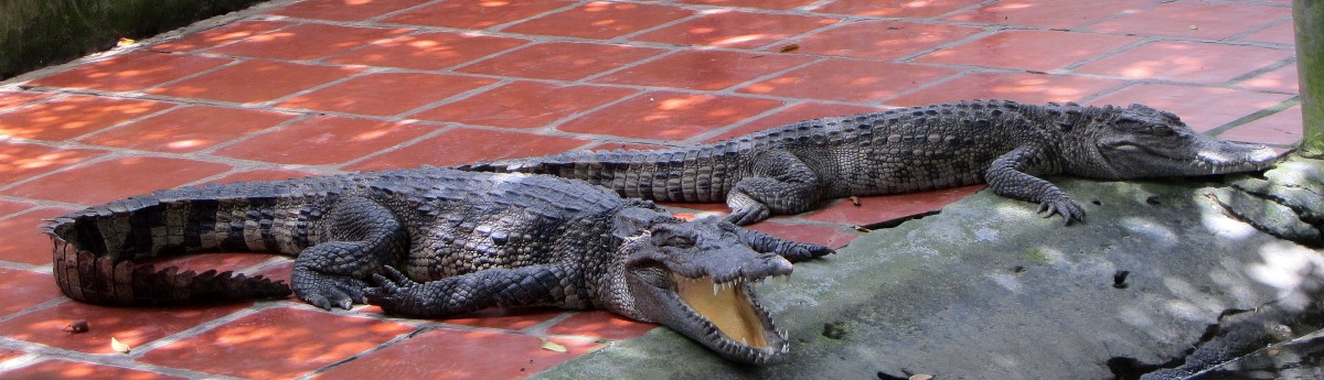 Junge Leistenkrokodile (Crocodylus porosus) auf einer Krokodilfarm in Vietnam am 18.8.2013.