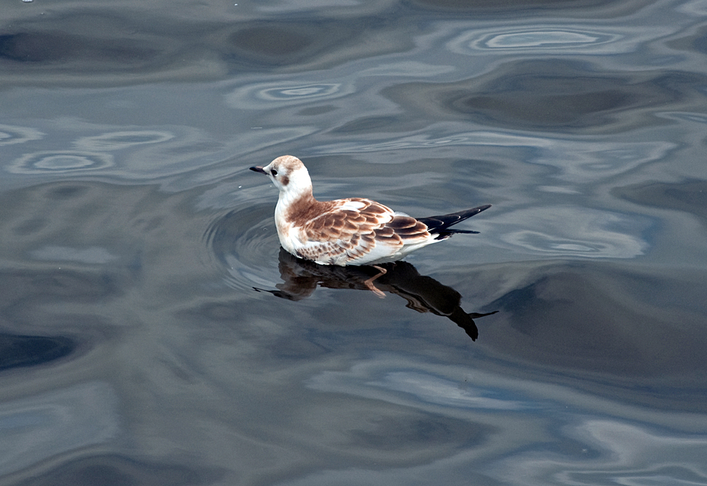 Junge Mwe in der Binnenalster - Hamburg 15.07.2013