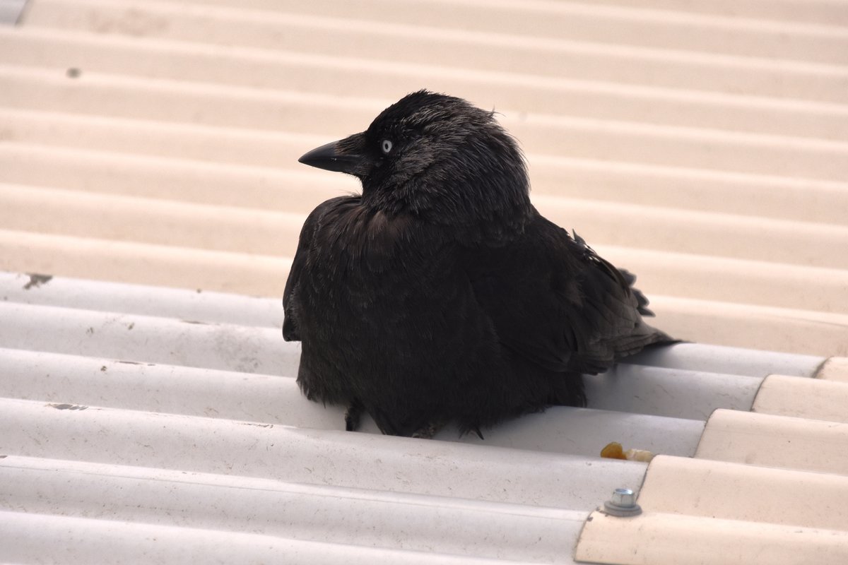 junge Rabenkrhe (?) an der Promenade von Scheveningen (DEN HAAG, Provinz Zuid-Holland/Niederlande, 05.08.2017)