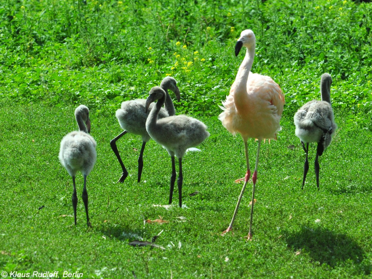 junge Rote Flamingos (Phoenicopterus ruber) und und Chile-Flamingo-Alttier (Phoenicopterus chilensis) im Tierpar Berlin.