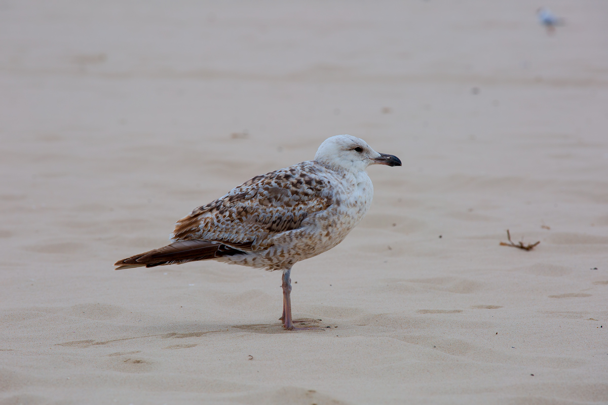 Junge Silbermwe am Ostseestrand. - 27.05.2015