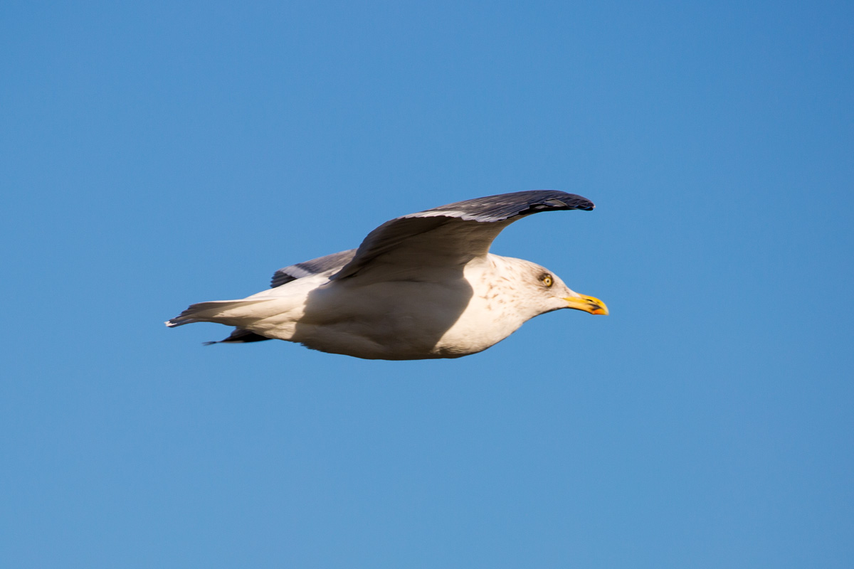 Junge Silbermwe im Vorbeiflug. - 15.02.2017