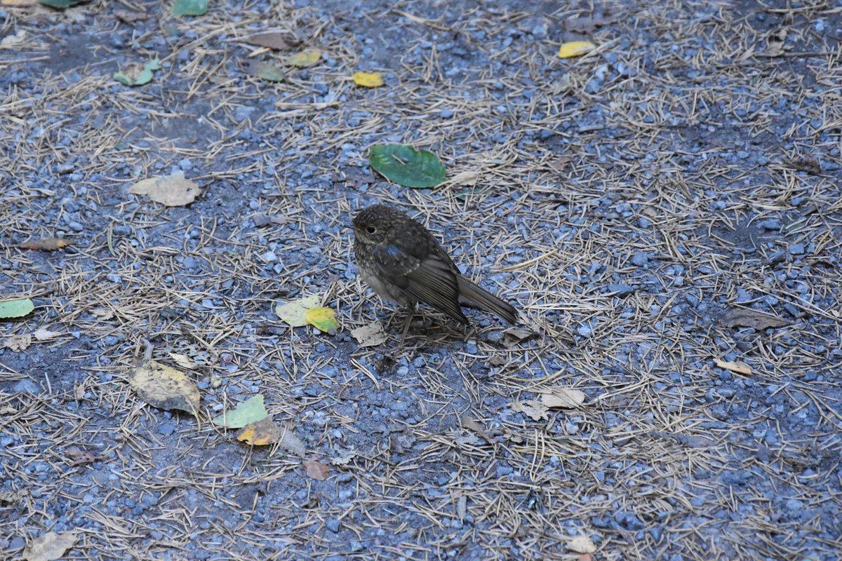 junge Wacholderdrossel im Ekebergpark (OSLO/Norwegen, 07.09.2016)