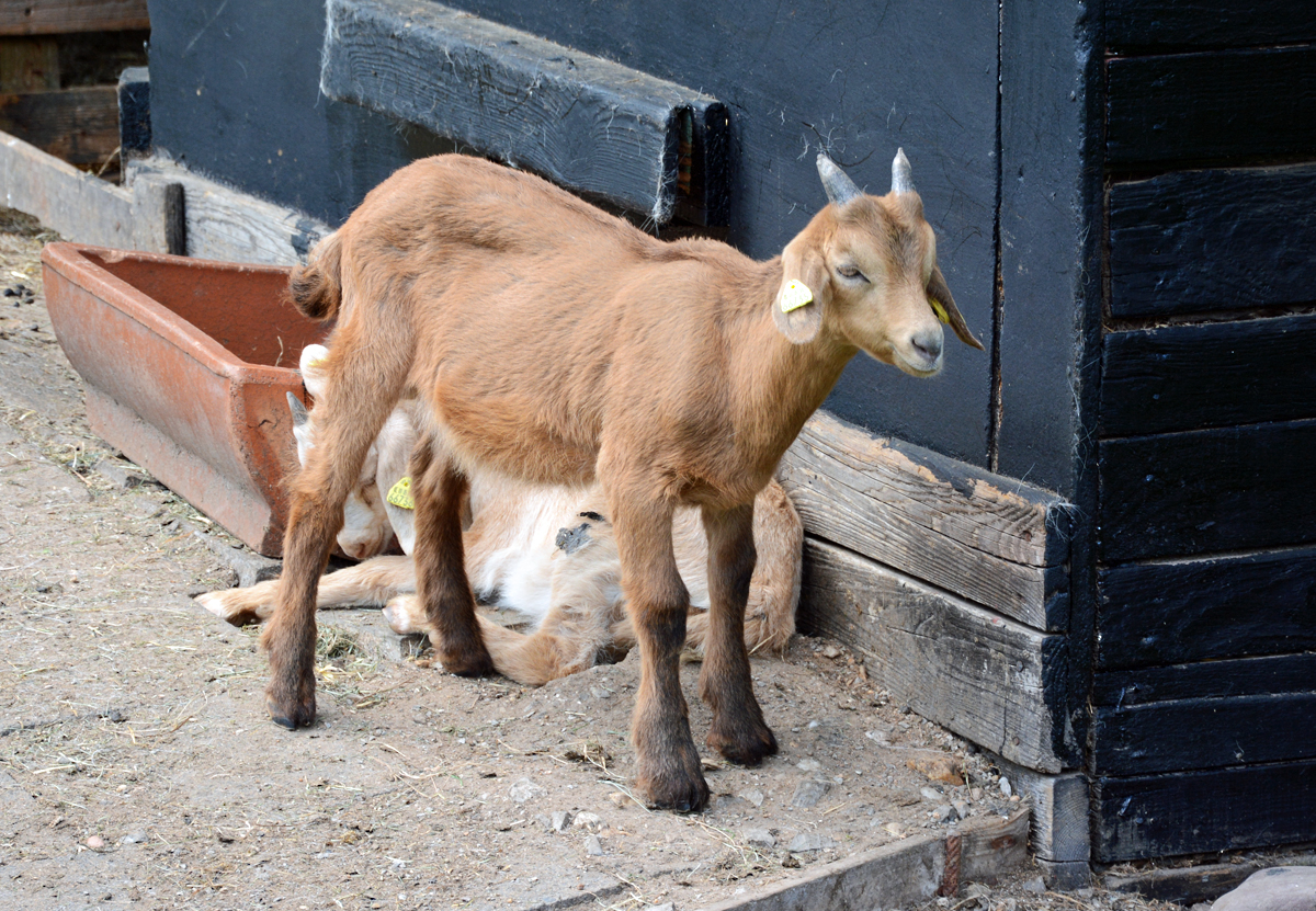 Junge Ziege im Hochwildpark Rheinland - 10.05.2015