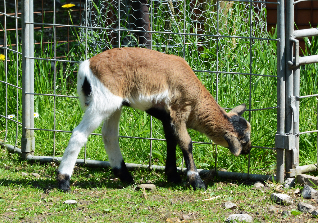 Junge Ziege im Hochwildpark Rheinland bei Kommern - 10.05.2015